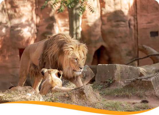 Zoo parc animalier
